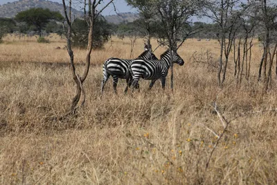 DSC_3438 (Large).JPG